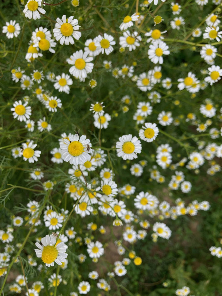 Himalayan Chamomile