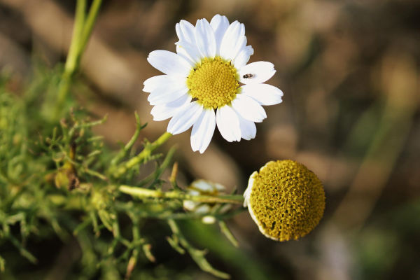 Himalayan Chamomile