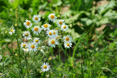 Himalayan Chamomile