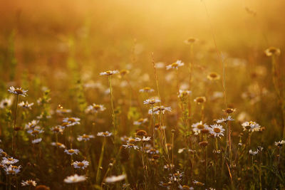 Himalayan Chamomile