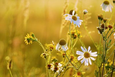 Himalayan Chamomile