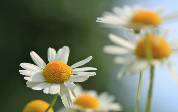 Himalayan Chamomile