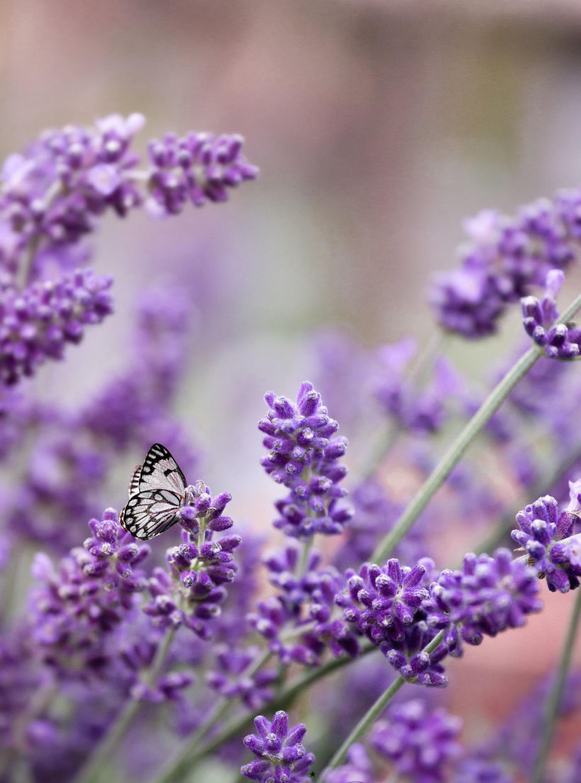 Himalayan Lavender