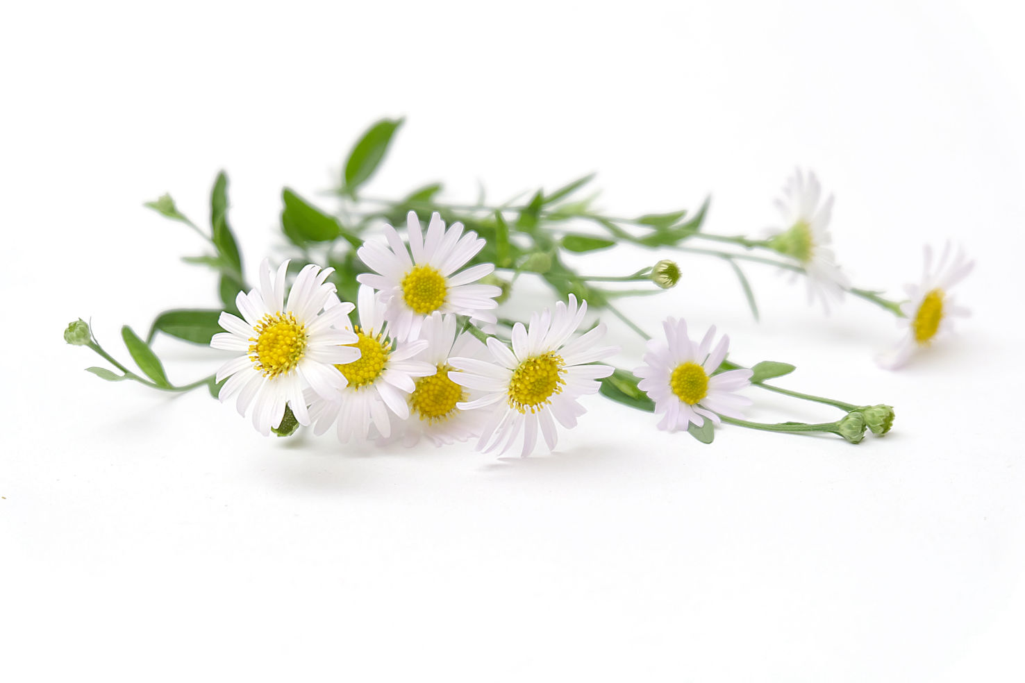 Himalayan Chamomile