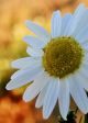 Chamomile Infused Oil