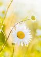 Chamomile Tincture