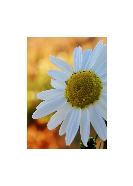 Chamomile Infused Oil